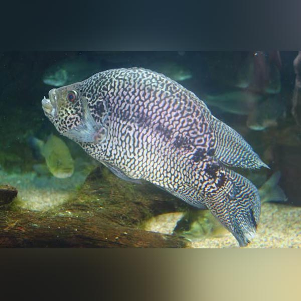 Cichlid Jaguar