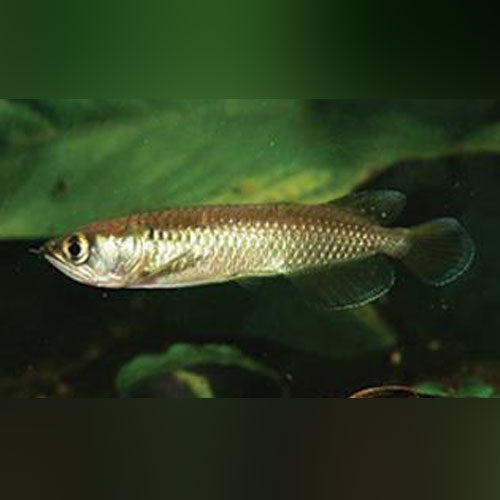 Arowana Jardini