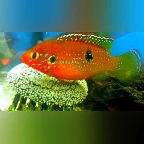 Cichlid Jewel