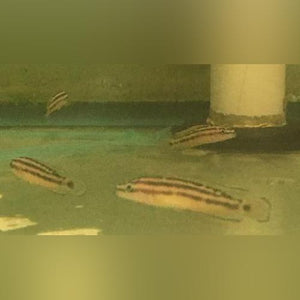 Cichlid Julidochromis Ornatus