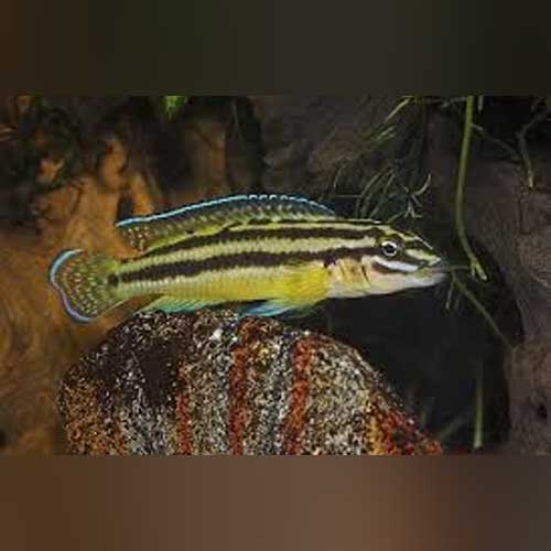 Cichlid Julidochromis Regani