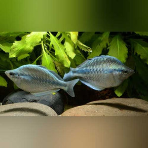 Rainbowfish Kamaka