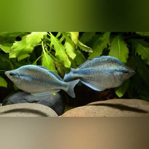 Rainbowfish Kamaka