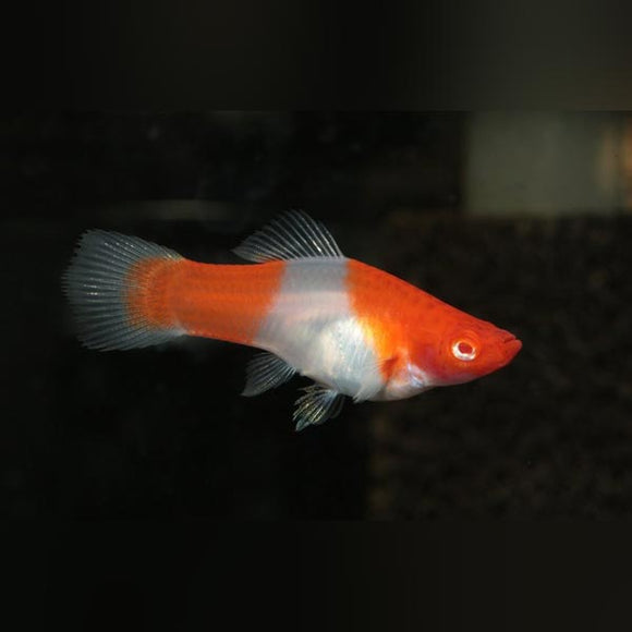 Swordtail Kohaku Red White