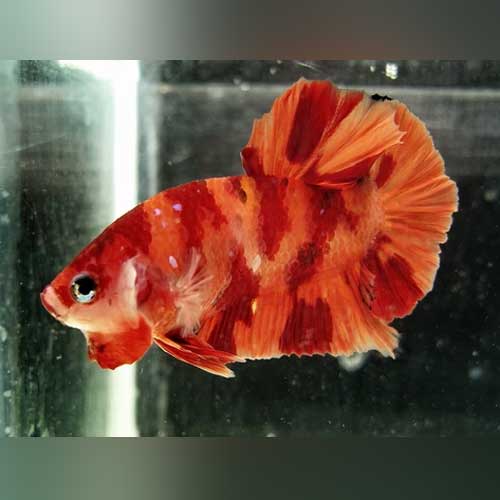 Betta Koi Round Tail Male