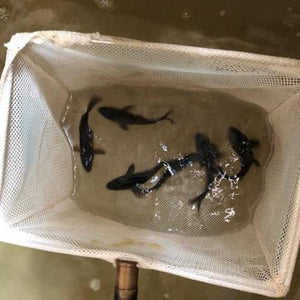 Koi Lucky Black