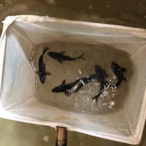 Koi Lucky Black