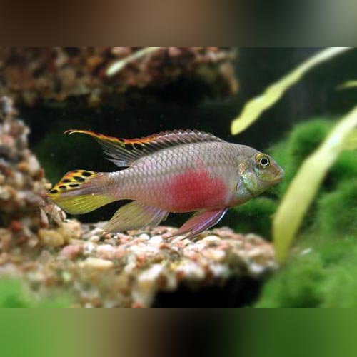 Cichlid Kribensis