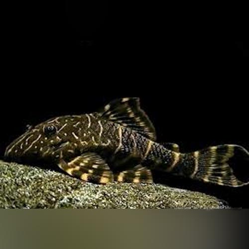 Pleco L-104 Clown Stripe