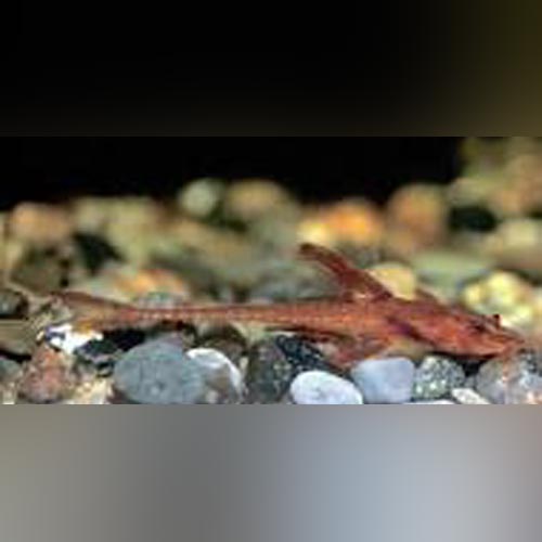 Pleco L-010A Red Lizard