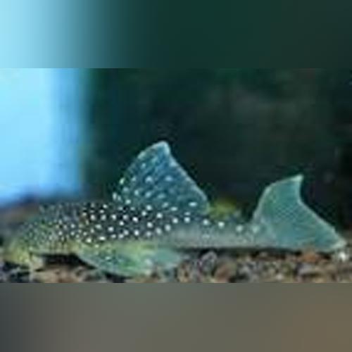 Pleco L-128 Blue Phantom
