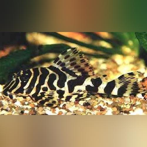 Pleco L-134 Leopard Frog