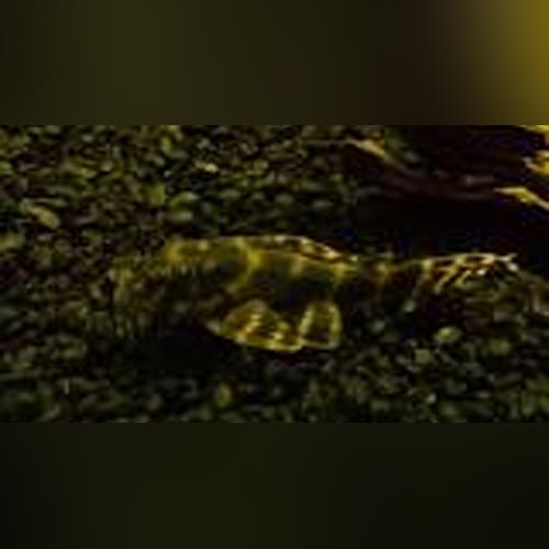 Pleco L-135 Candy Stripe