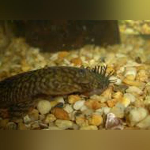 Pleco L-144 Bushynose Long Fin Albino
