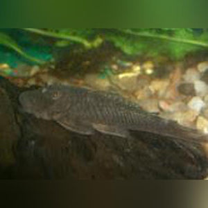 Pleco L-146 Rubberlip