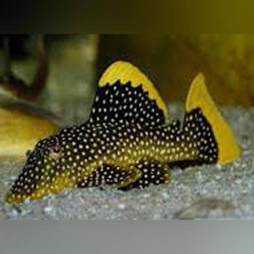 Pleco L-018 Gold Nugget