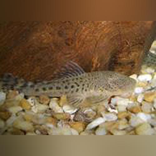 Pleco L-183 Pitbull