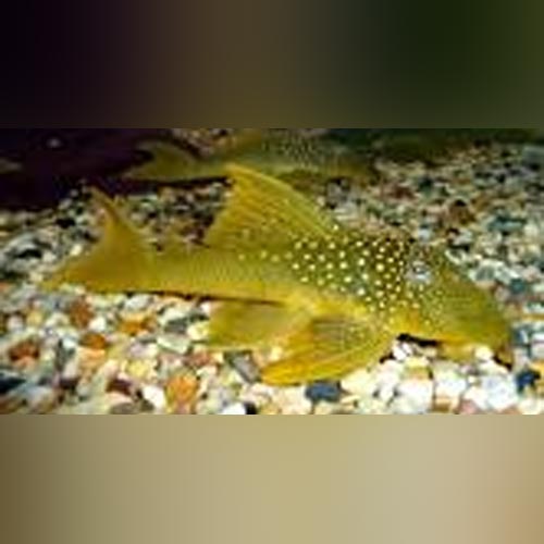 Pleco L-200 Green Phantom