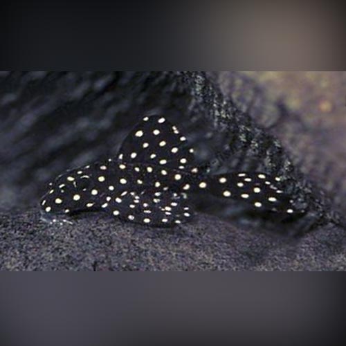 Pleco L- 201 Snowball