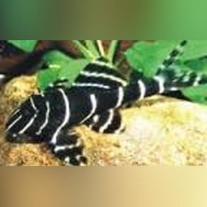 Pleco L-204 Emperor
