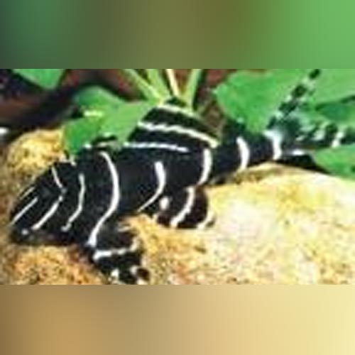 Pleco L-204 Emperor