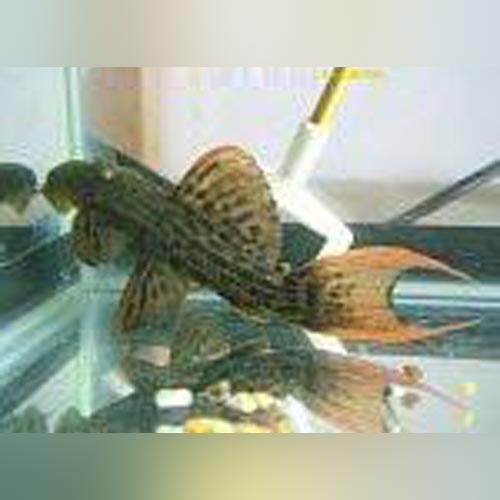 Pleco L-024 Red Fin Cactus