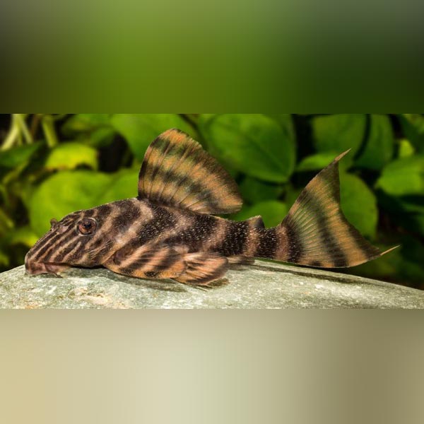 Pleco L-398 Tankei Tiger