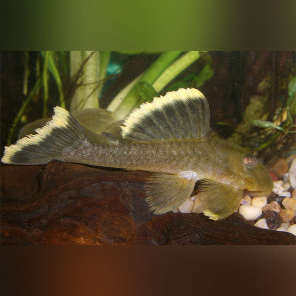 Pleco L-047 Mango
