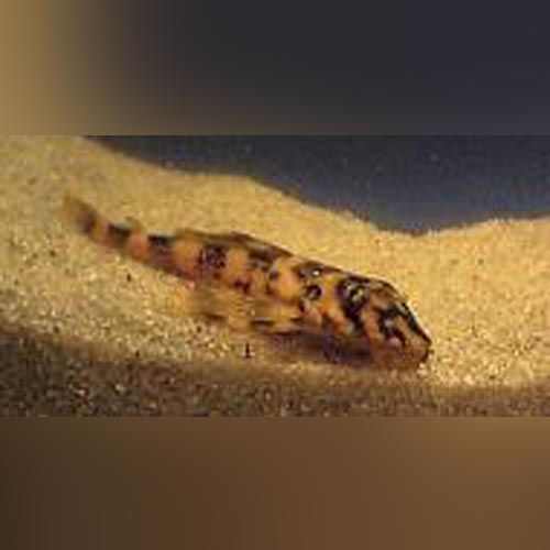 Pleco L-52 Butterfly