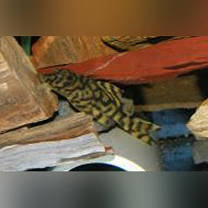 Pleco L-069 Tiger
