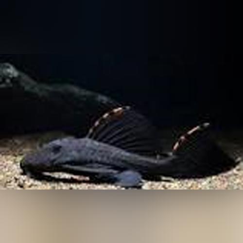 Pleco L-091 Tri Beacon