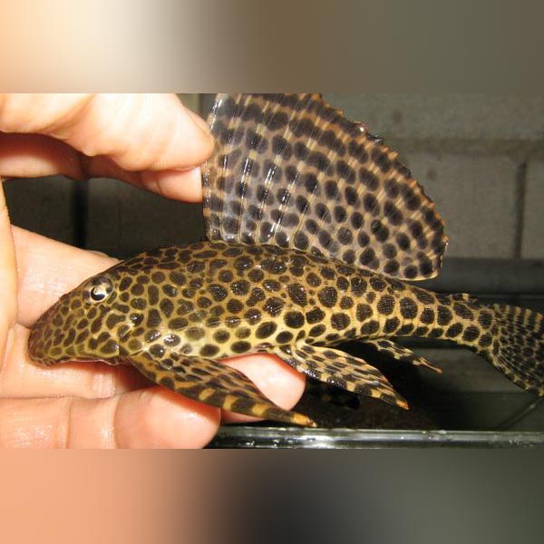 Pleco L-001 Spotted Sailfin