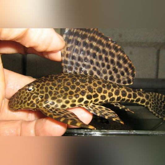 Pleco L-001 Spotted Sailfin