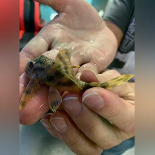 Pleco L-121 Worm Line