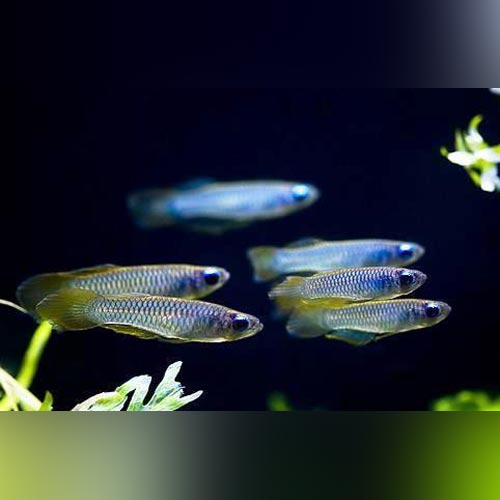 Killifish Norman's Lampeye