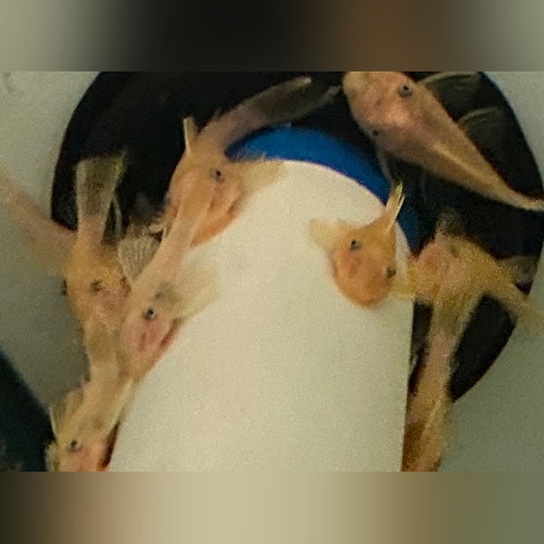 Pleco L-144 Lemon Blue Eye Bushynose