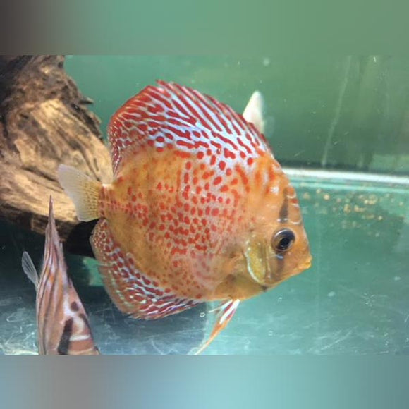 Discus Leopard Skin
