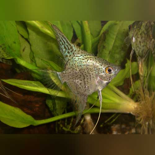 Angelfish Leopard