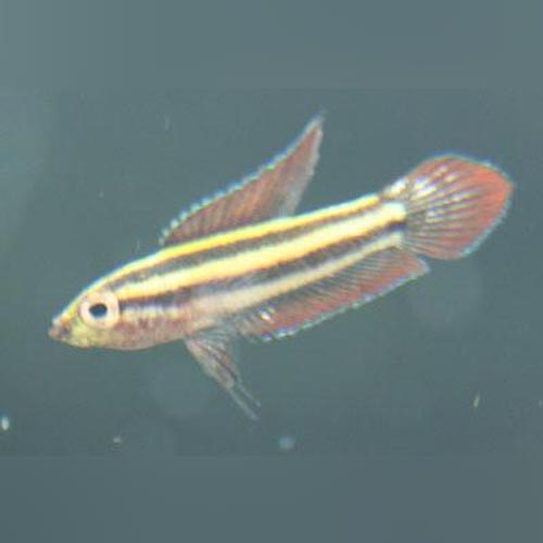 Gourami Licorice