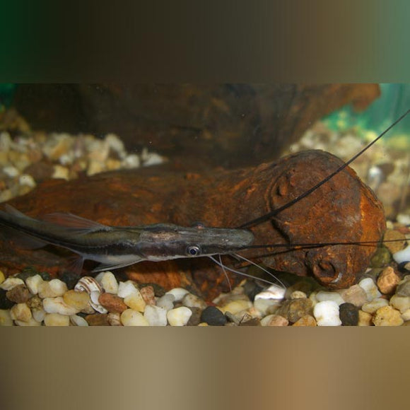 Catfish Lima Shovelnose