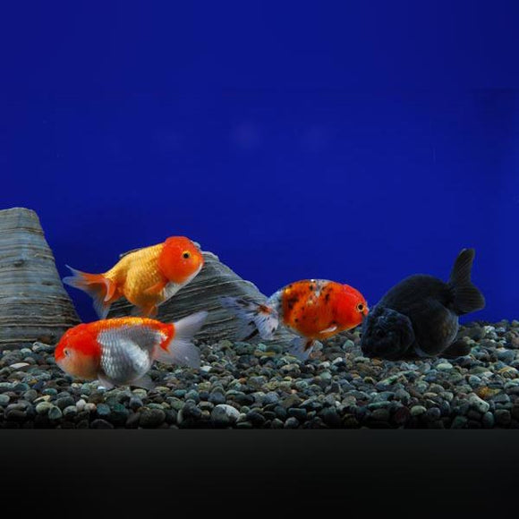 Goldfish Lionhead