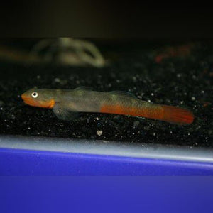 Goby Lipstick