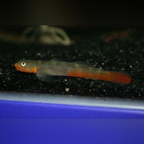 Goby Lipstick