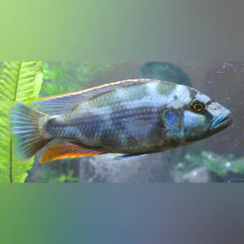 Cichlid Livingstoni