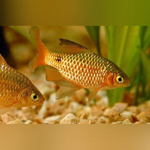 Barb Rosy Long Fin