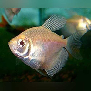Tetra White Skirt Long Fin