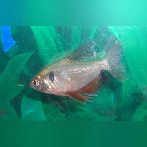 Tetra Serpae Long Fin