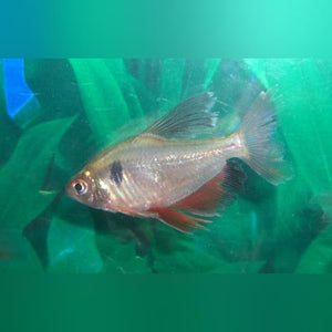 Tetra Serpae Long Fin