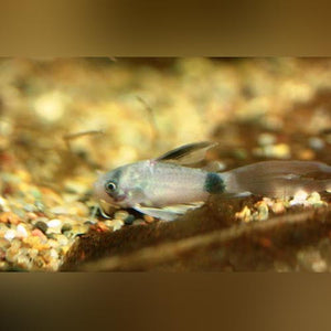 Cory Panda Long Fin