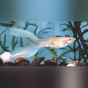 Guppy Blue Lyretail - Pair